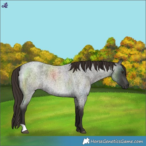 Horse Color:Liver Red Roan