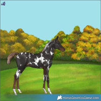 Horse Color:White Spotted Liver Chestnut 