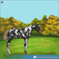Horse Color:White Spotted Liver Chestnut