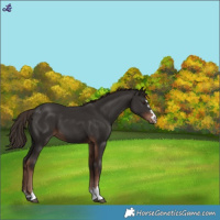 Horse Color:Liver Chestnut 