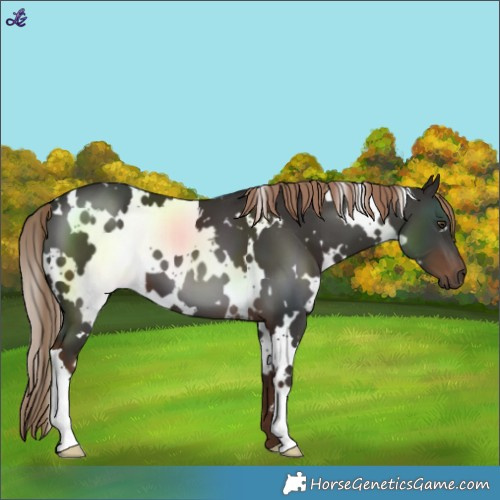 Horse Color:White Spotted Liver Chestnut