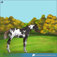 Horse Color:White Spotted Liver Chestnut 