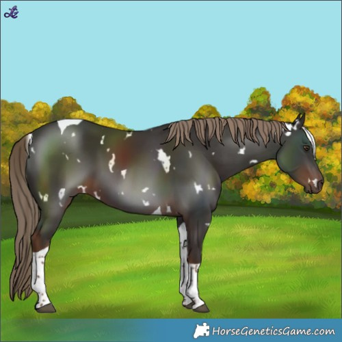 Horse Color:White Spotted Liver Chestnut Tobiano 