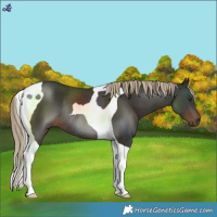 Horse Color:Liver Chestnut Tobiano Rabicano 