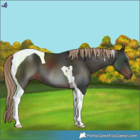 Horse Color:Liver Chestnut Tobiano