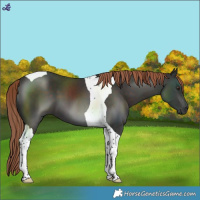 Horse Color:Liver Chestnut Tobiano 