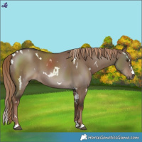 Horse Color:White Spotted Liver Red Dun