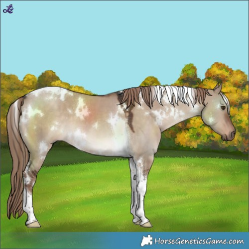 Horse Color:White Spotted Liver Red Dun Tobiano 