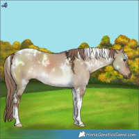 Horse Color:White Spotted Liver Red Dun Tobiano 