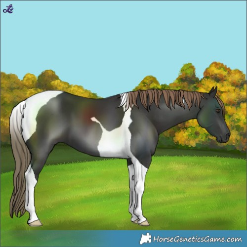 Horse Color:Liver Chestnut Tobiano 