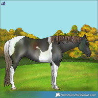 Horse Color:Liver Chestnut Tobiano