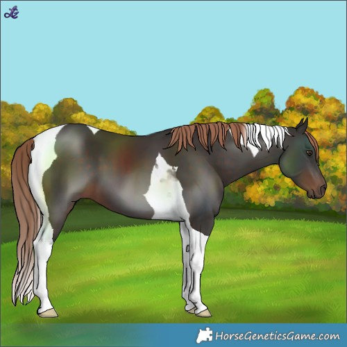 Horse Color:Liver Chestnut Tobiano 