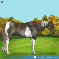 Horse Color:Liver Chestnut Tobiano 