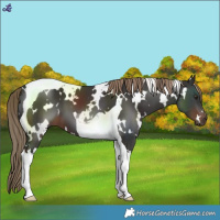 Horse Color:White Spotted Liver Chestnut Tobiano 