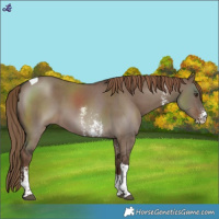 Horse Color:Liver Red Dun Sabino Tobiano 