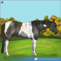 Horse Color:Liver Chestnut Tobiano Rabicano 