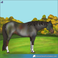 Horse Color:Liver Chestnut Tobiano