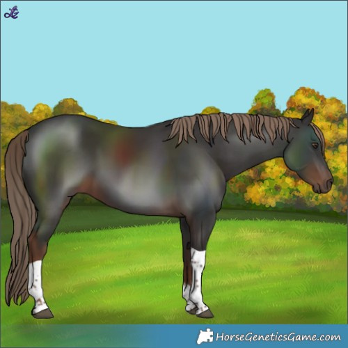 Horse Color:Liver Chestnut Tobiano Rabicano 