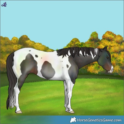 Horse Color:Liver Chestnut Tobiano