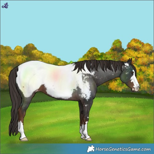 Horse Color:Liver Chestnut Near Fewspot 