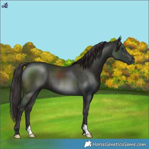 Horse Color:Liver Chestnut
