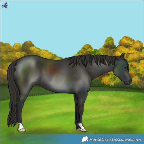 Horse Color:Liver Chestnut