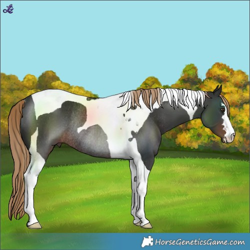 Horse Color:Liver Chestnut Tobiano Rabicano 