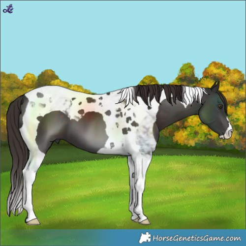 Horse Color:Liver Chestnut Tobiano 