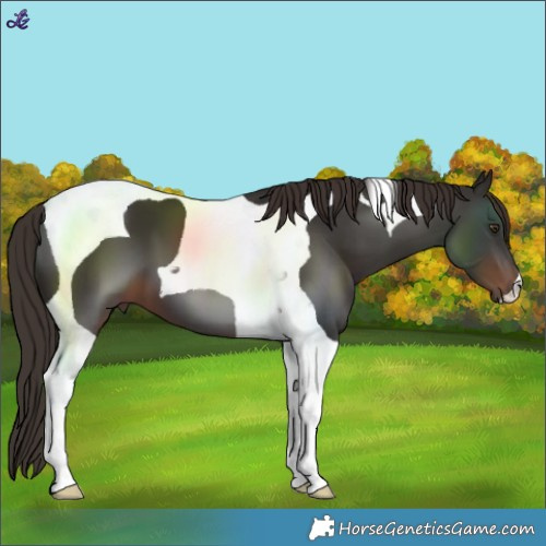 Horse Color:Liver Chestnut Tobiano 