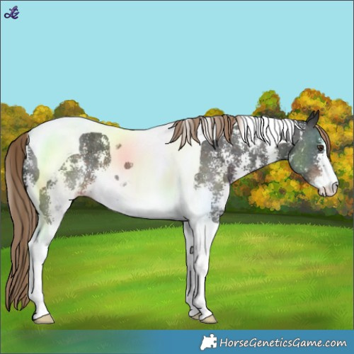 Horse Color:Liver Chestnut Sabino Tobiano 