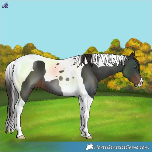 Horse Color:Liver Chestnut Tobiano 