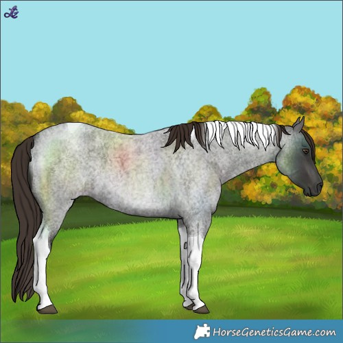 Horse Color:Liver Red Roan Tobiano 