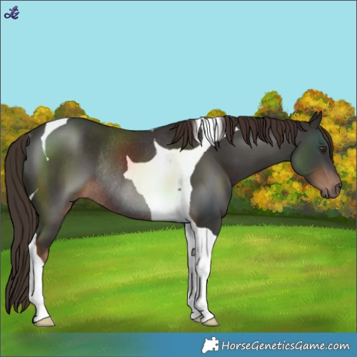 Horse Color:Liver Chestnut Tobiano Rabicano 