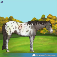 Horse Color:Liver Chestnut Sabino Tobiano Blanket 