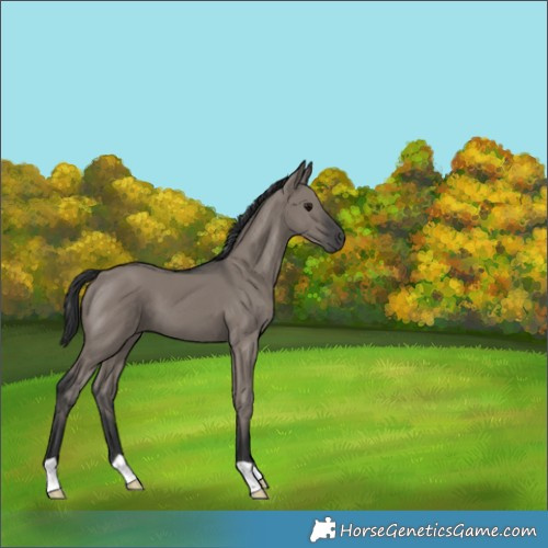 Horse Color:Grullo 