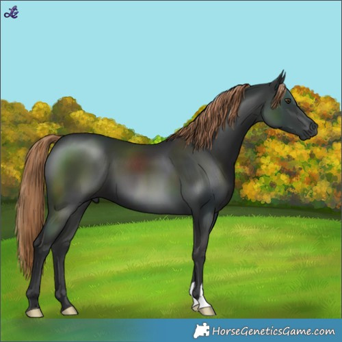 Horse Color:Liver Chestnut 