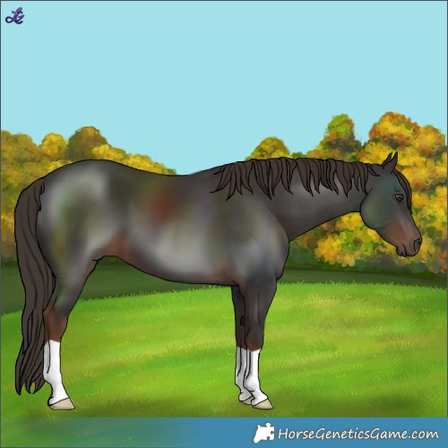 Horse Color:Liver Chestnut 