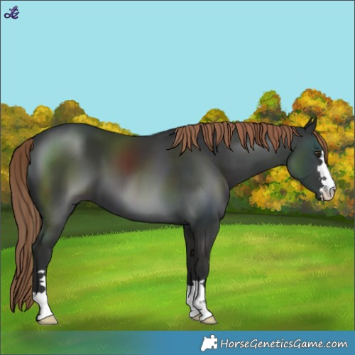 Horse Color:Liver Chestnut