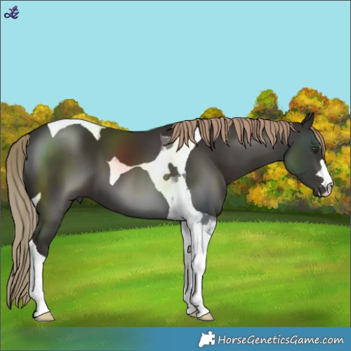 Horse Color:Liver Chestnut Tobiano 