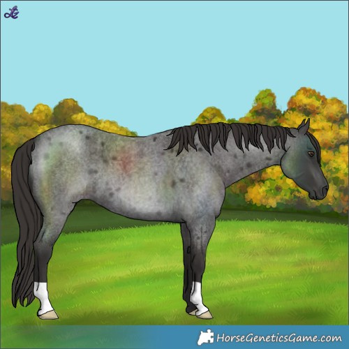 Horse Color:Liver Red Roan 