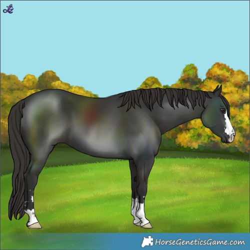 Horse Color:Liver Chestnut 