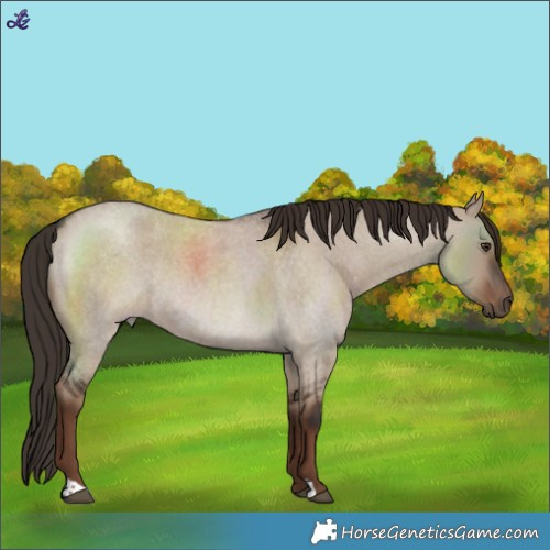 Horse Color:Liver Red Dun Roan Rabicano 