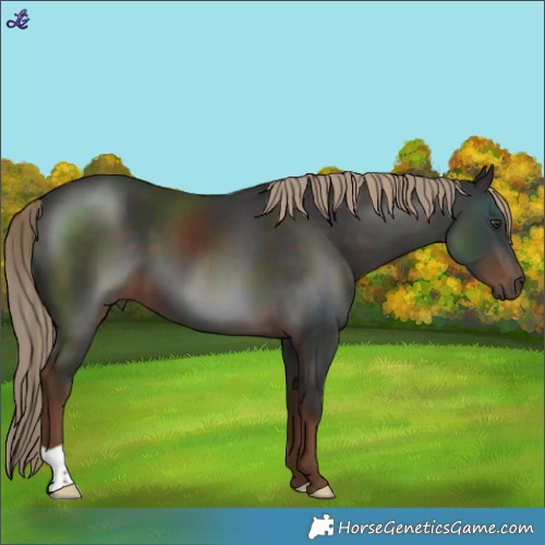 Horse Color:Liver Chestnut 