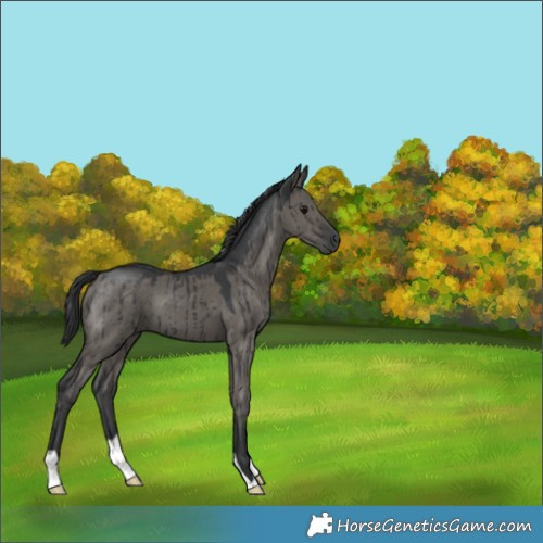 Horse Color:Grullo Brindle 