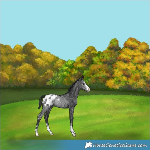 Horse Color:Black Appaloosa Rabicano 