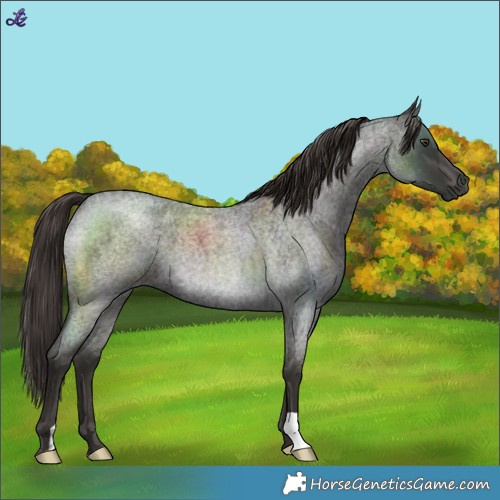 Horse Color:Liver Red Roan 