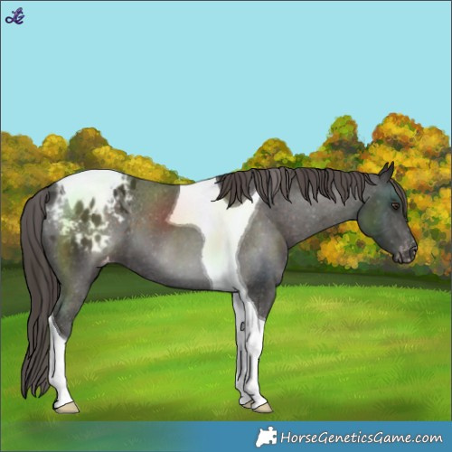 Horse Color:Liver Chestnut Tobiano Varnish 