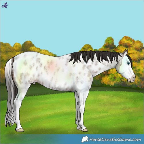 Horse Color:Liver Red Roan Splash Near Leopard 