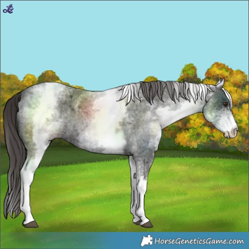Horse Color:White Spotted Liver Red Roan