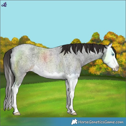 Horse Color:Liver Red Roan Splash Rabicano